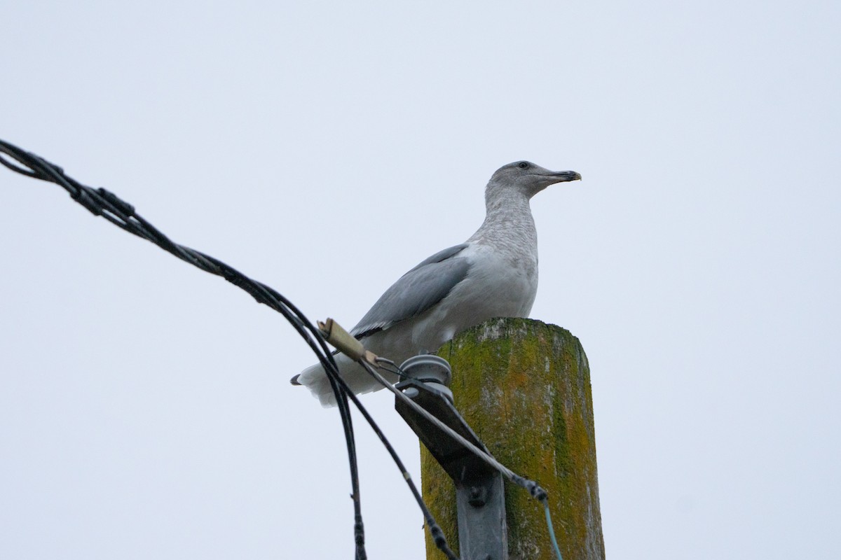 Мартиновий sp. - ML644730191