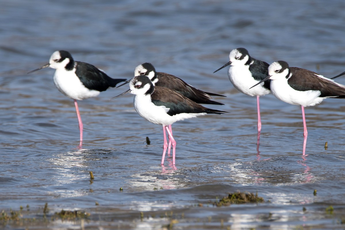 Black-necked Stilt - ML644730194