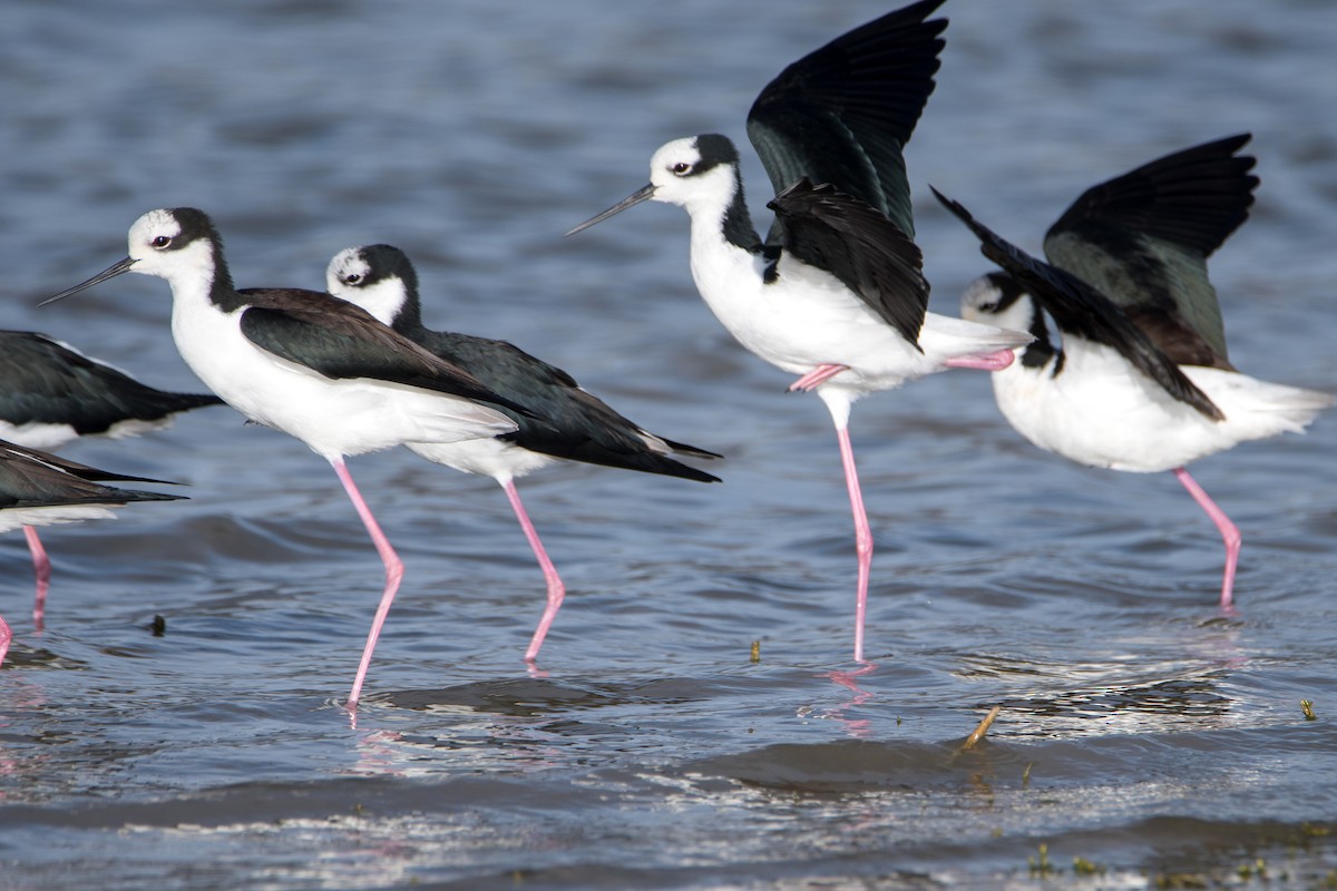 Black-necked Stilt - ML644730195
