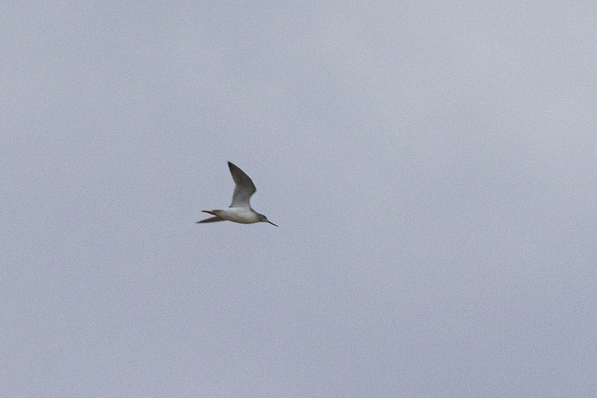 オオキアシシギ - ML644730197