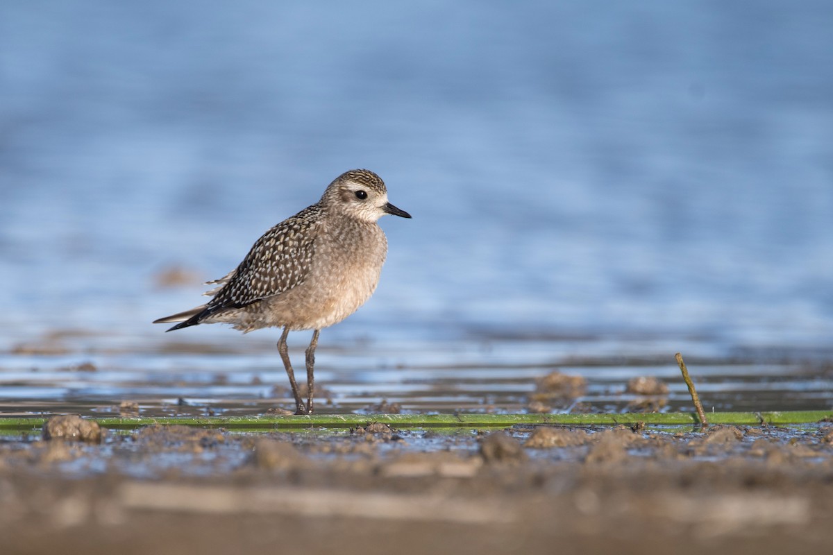 American Golden-Plover - ML644730211