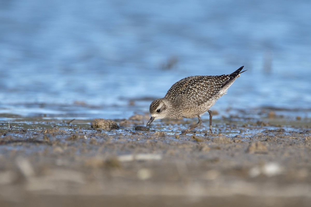 American Golden-Plover - ML644730212