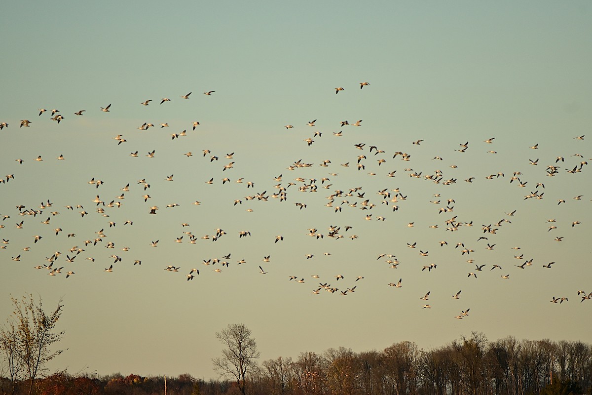 Snow Goose - ML644730214