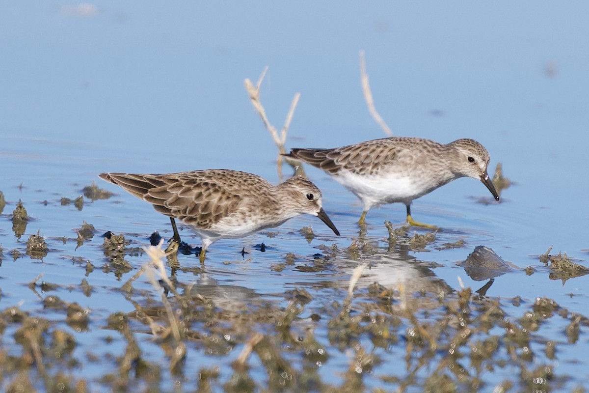 Gambecchio americano - ML644730220