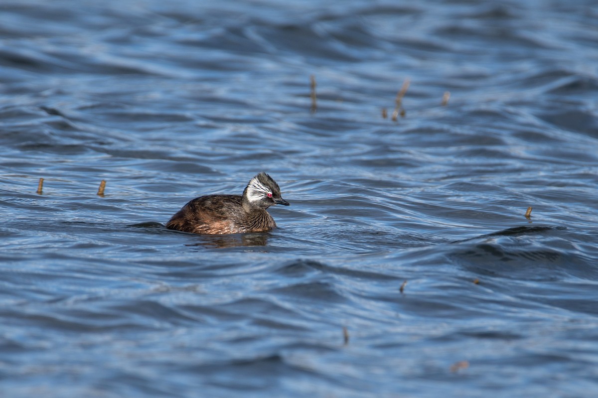 White-tufted Grebe - ML644730223