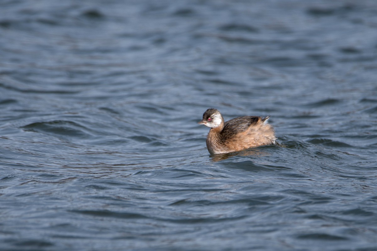 White-tufted Grebe - ML644730224