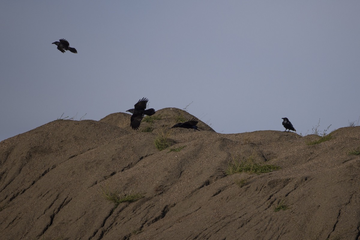 Kolkrabe - ML644730225