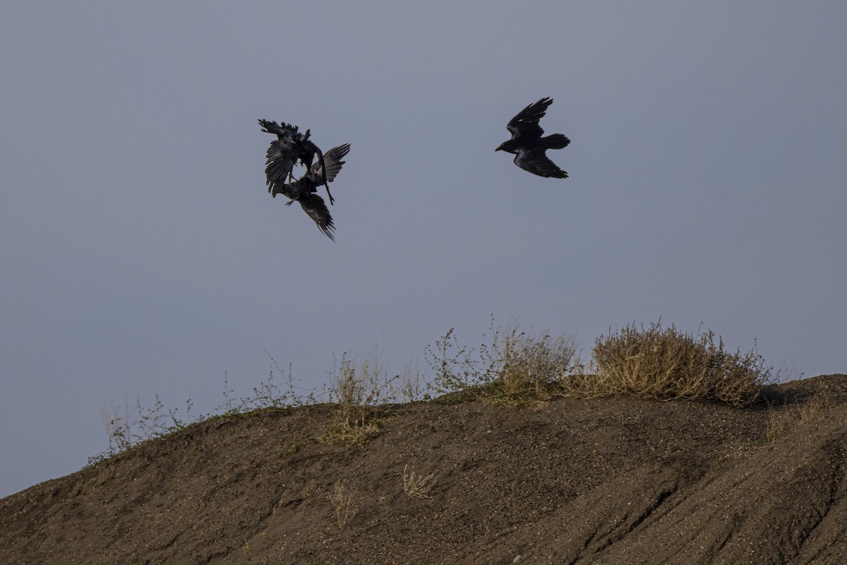 Kolkrabe - ML644730226