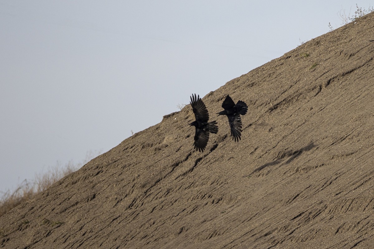 Kolkrabe - ML644730227