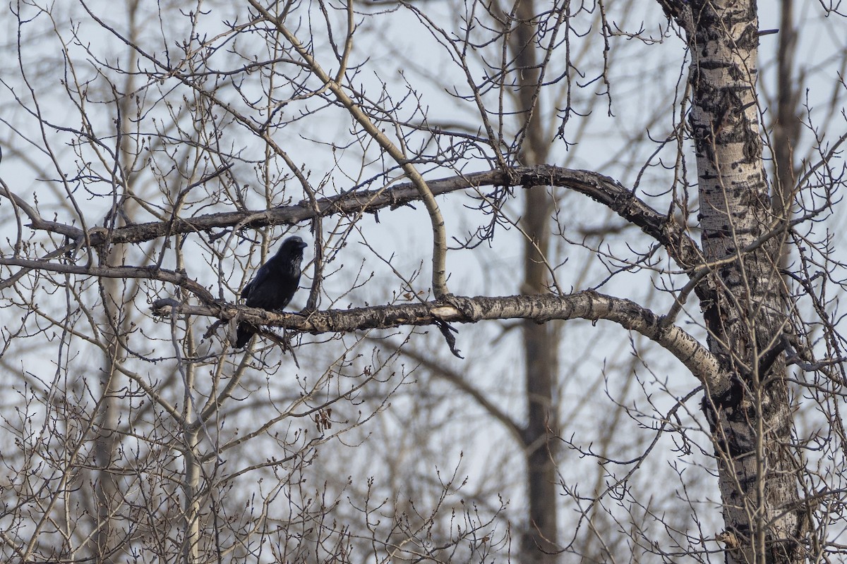 Kolkrabe - ML644730228