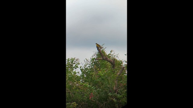 Boat-billed Flycatcher - ML644730230