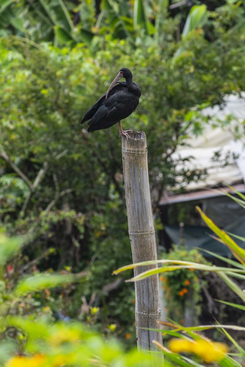 Ibis Afeitado - ML644730234