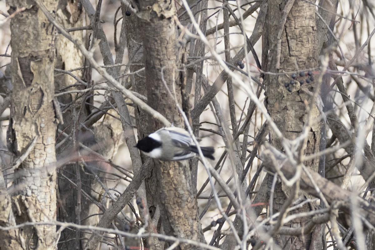 Black-capped Chickadee - ML644730235