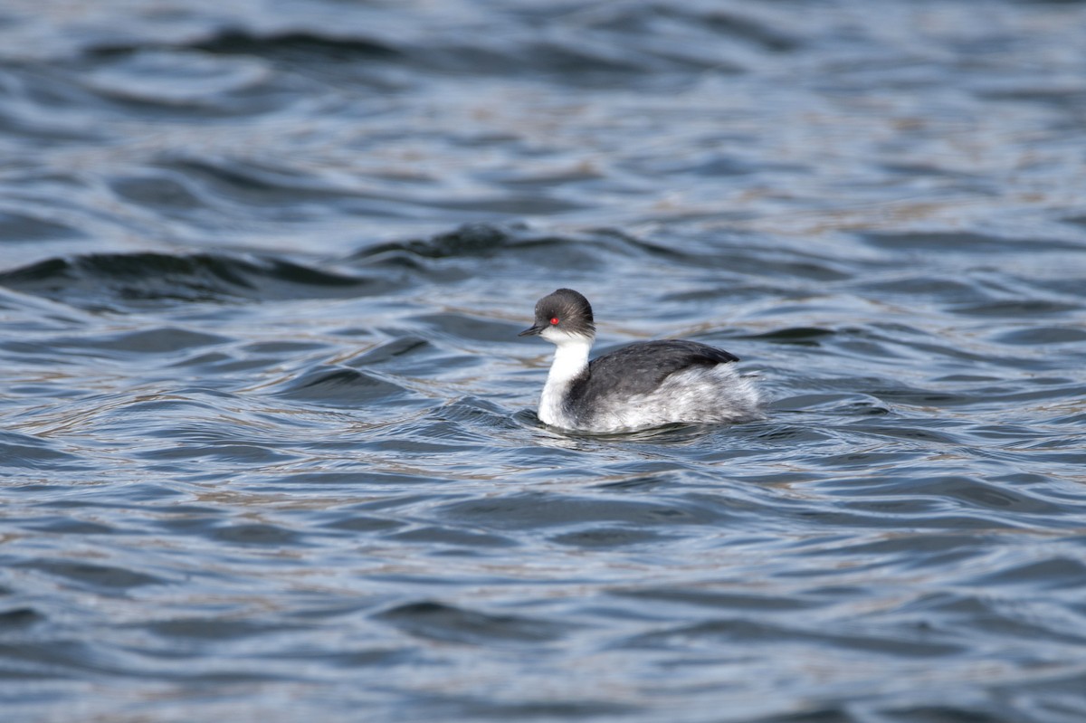 Silvery Grebe - ML644730236