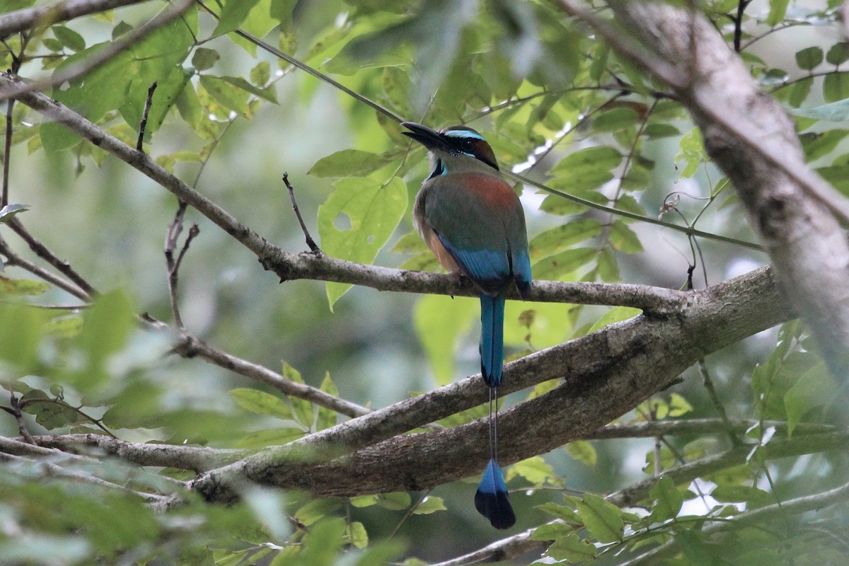 Turquoise-browed Motmot - ML644730237
