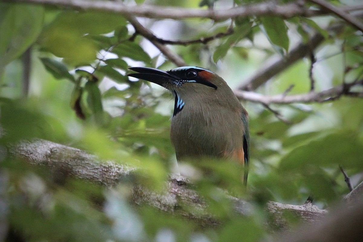 Turquoise-browed Motmot - ML644730238