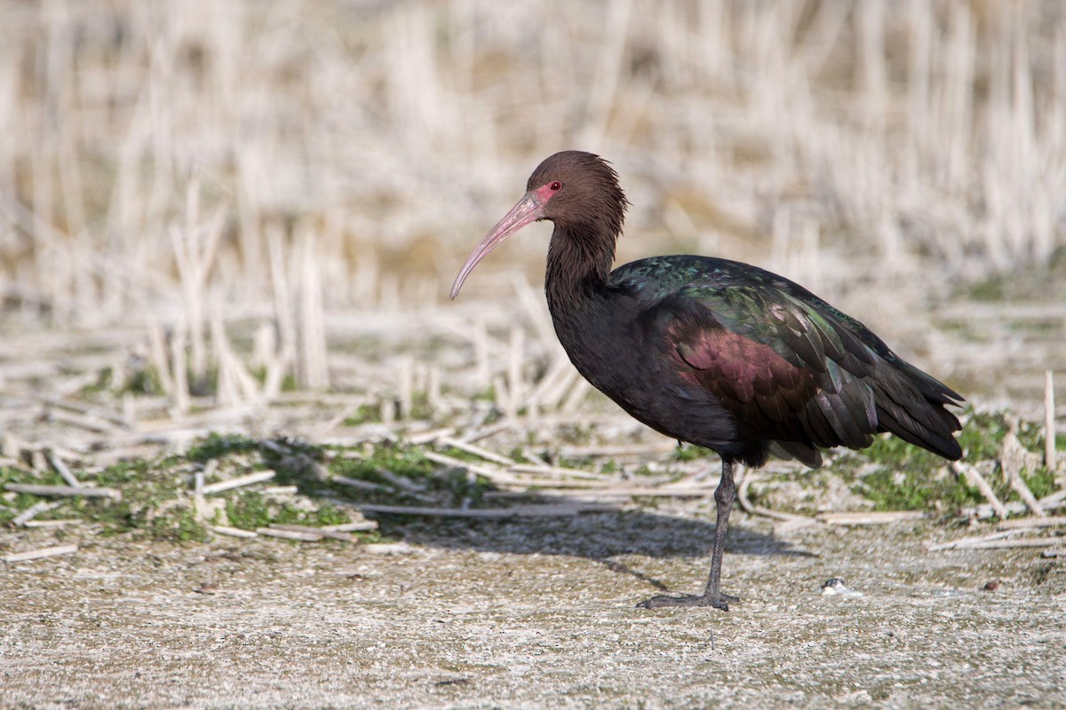 Puna Ibis - ML644730246