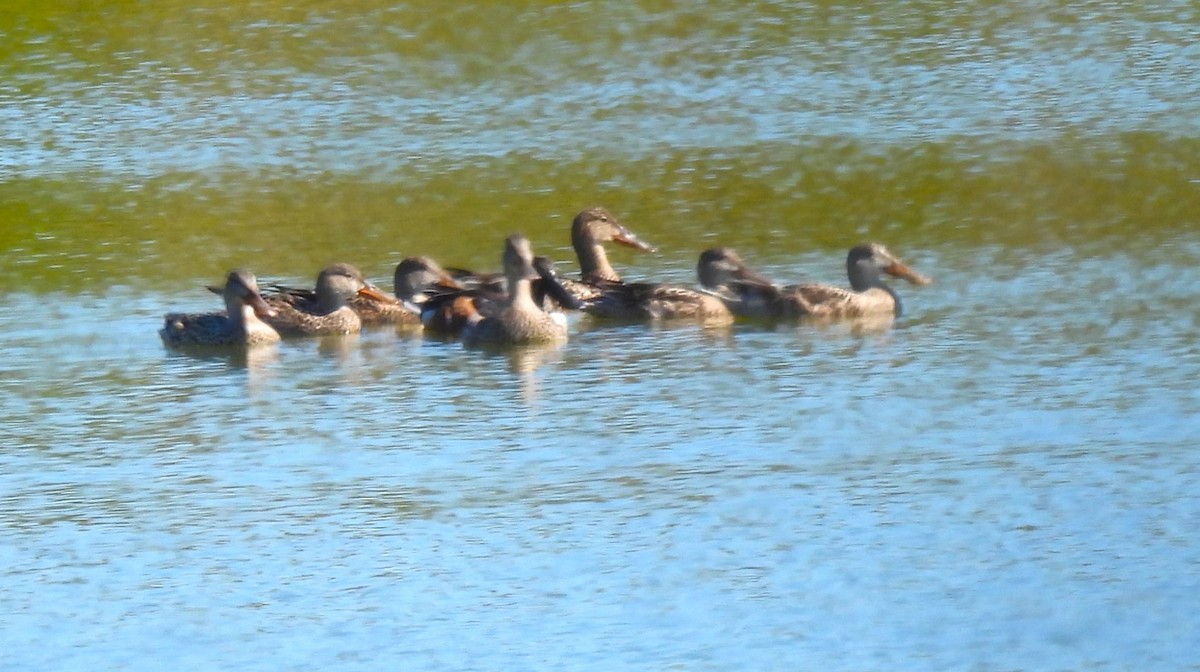 Mestolone - ML644730247