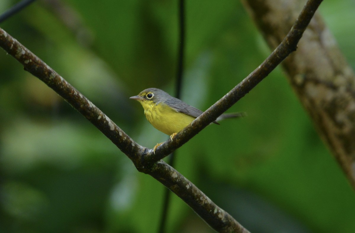 Болотянка строкатовола - ML644730254