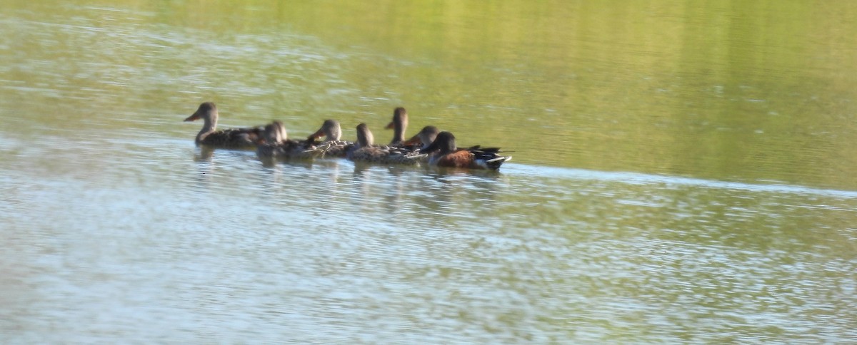 Mestolone - ML644730261