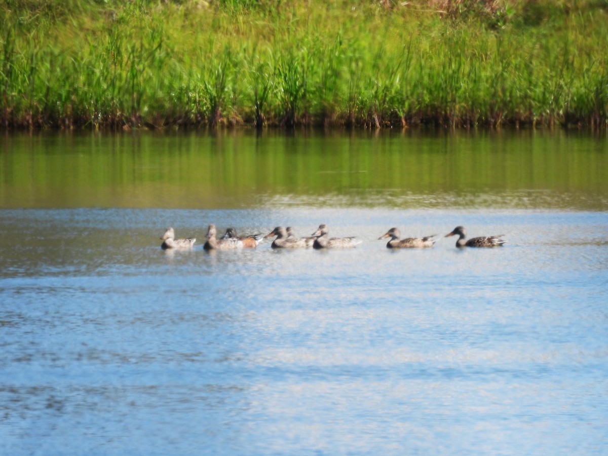 Mestolone - ML644730267