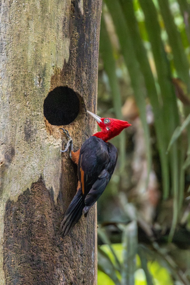Red-necked Woodpecker - ML644730268