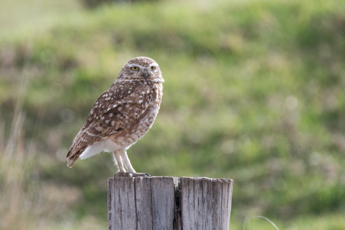 Burrowing Owl - ML644730290