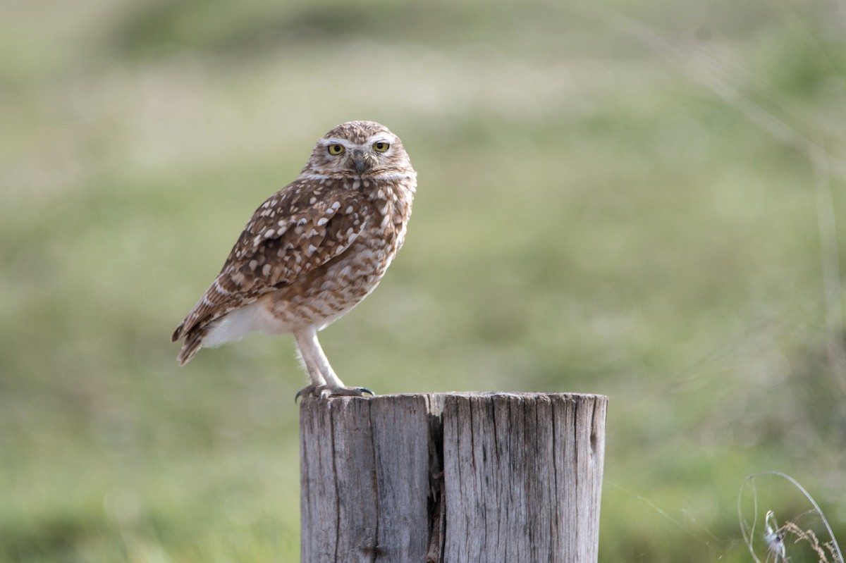 Burrowing Owl - ML644730291