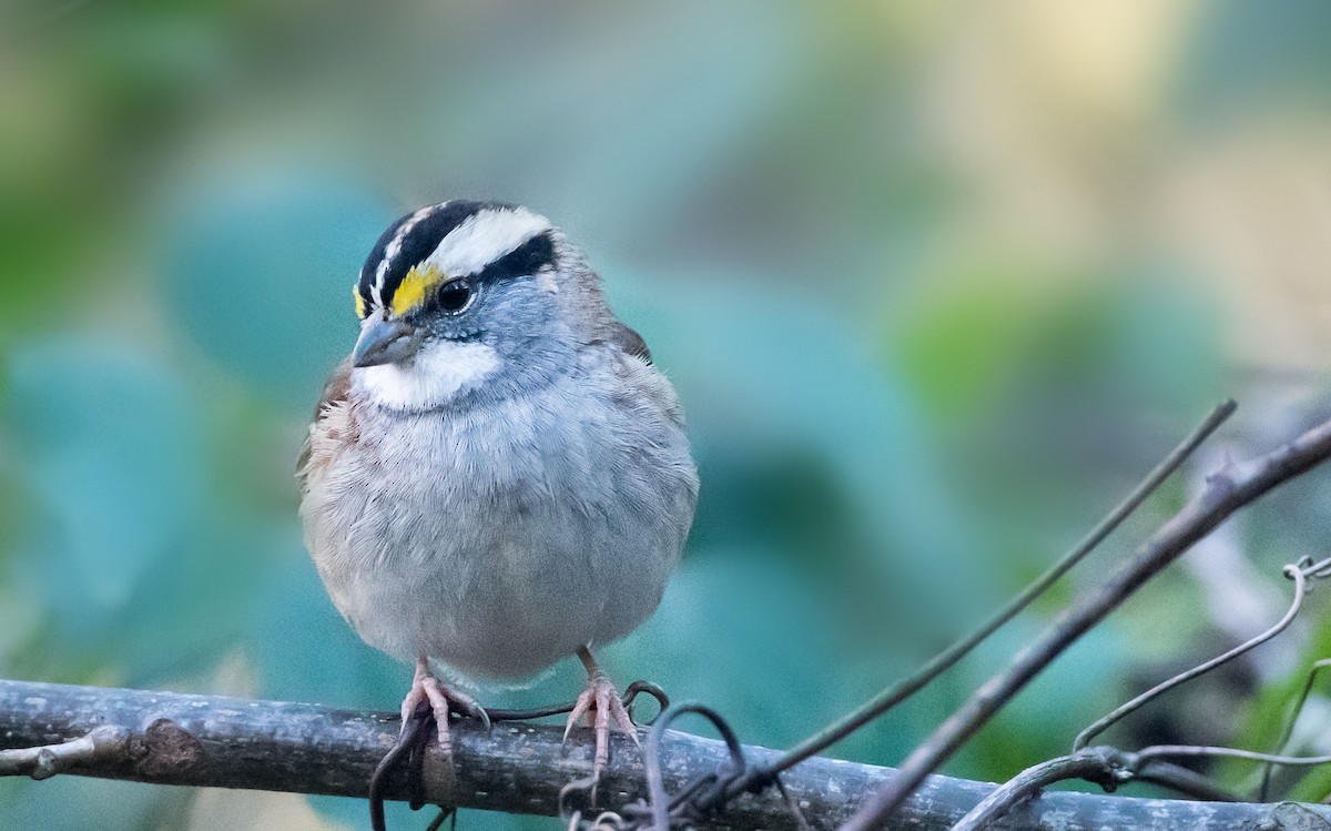 hvitstrupespurv - ML644730292