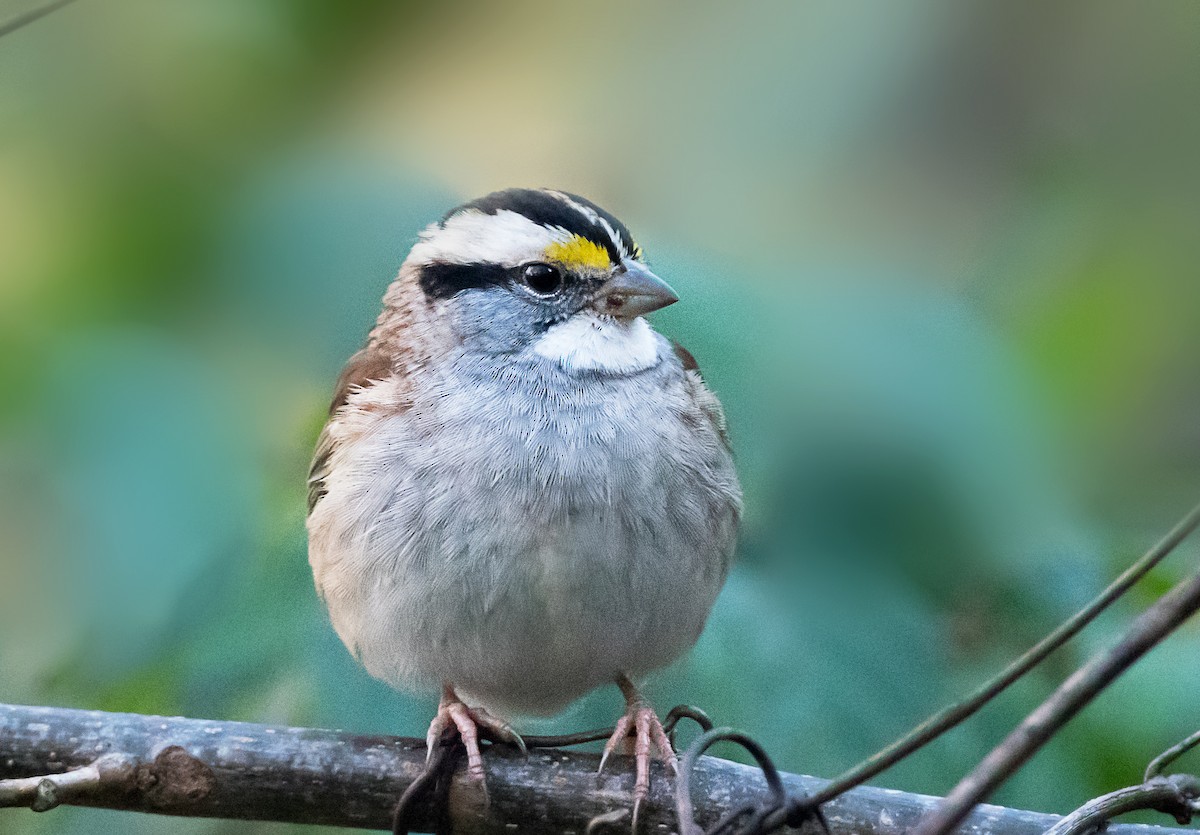 hvitstrupespurv - ML644730293