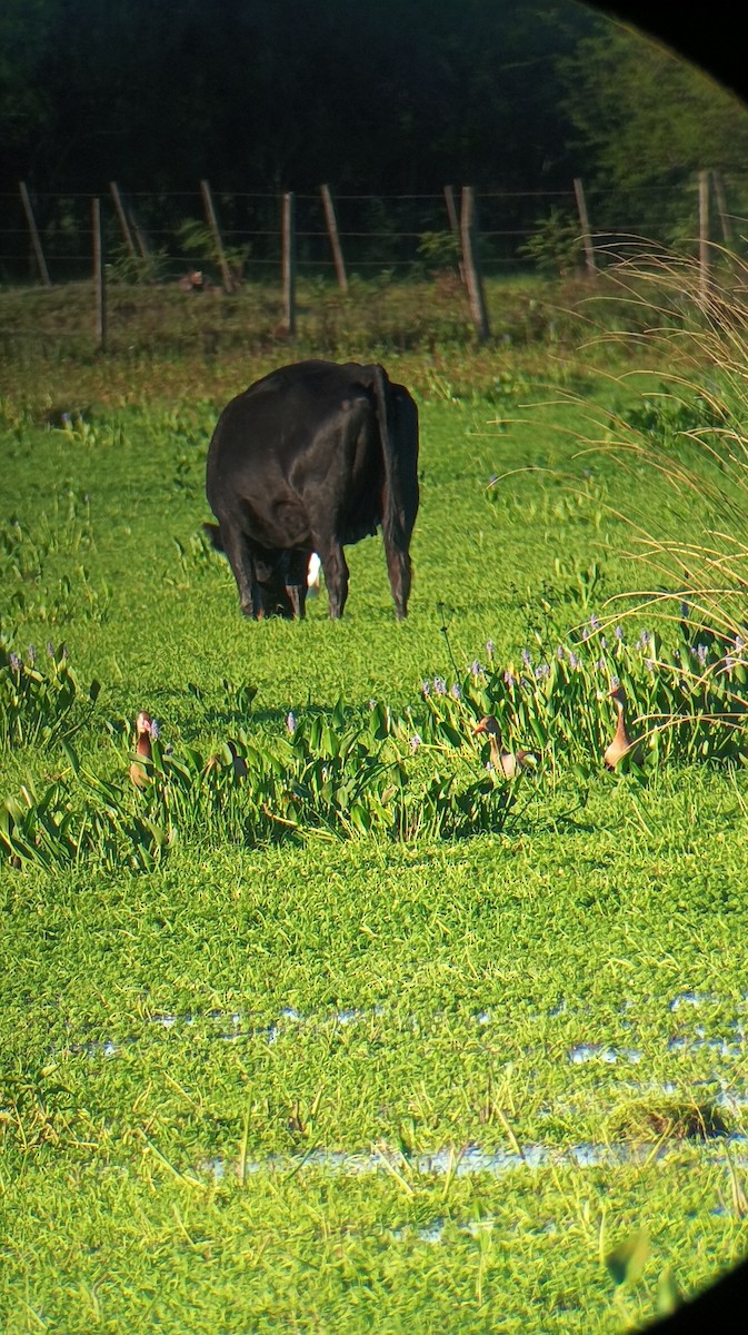 Black-bellied Whistling-Duck (Southern) - ML644730294