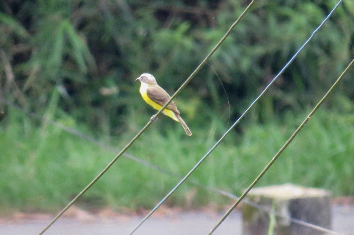 Красношапочный бентеви - ML644730299