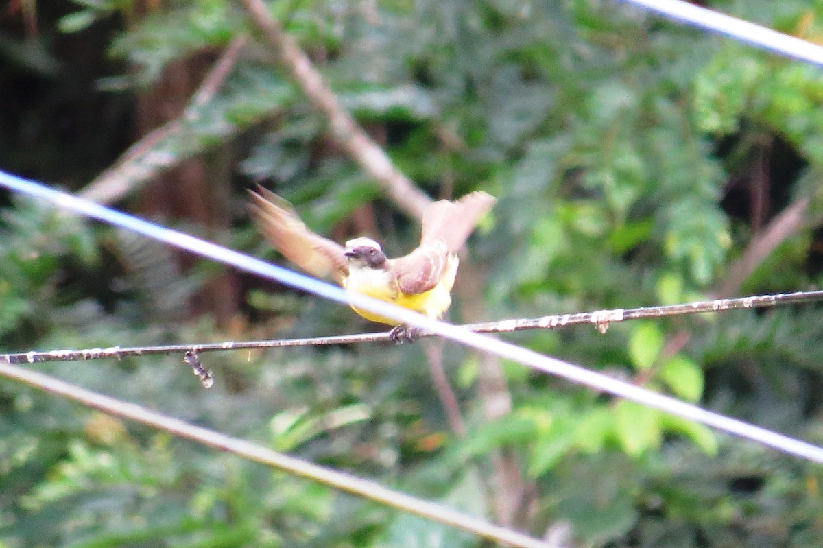 Красношапочный бентеви - ML644730300