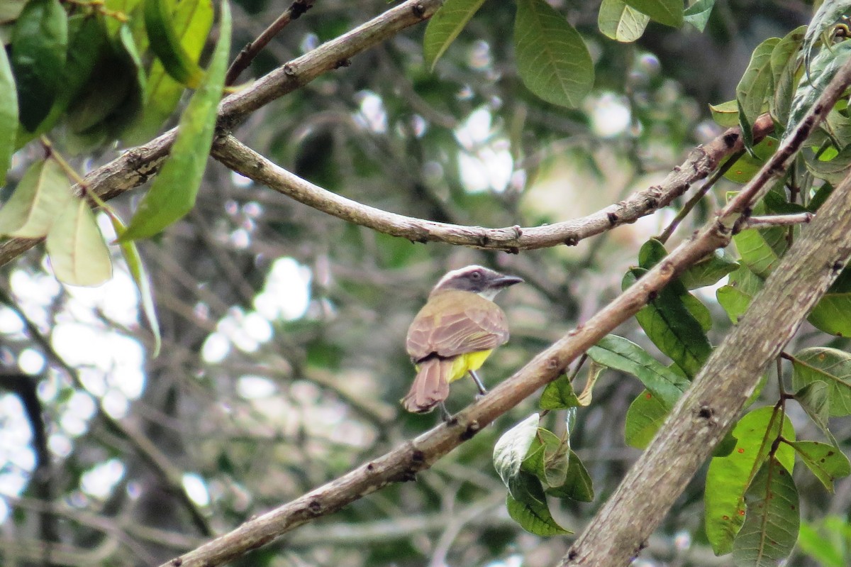 Красношапочный бентеви - ML644730301