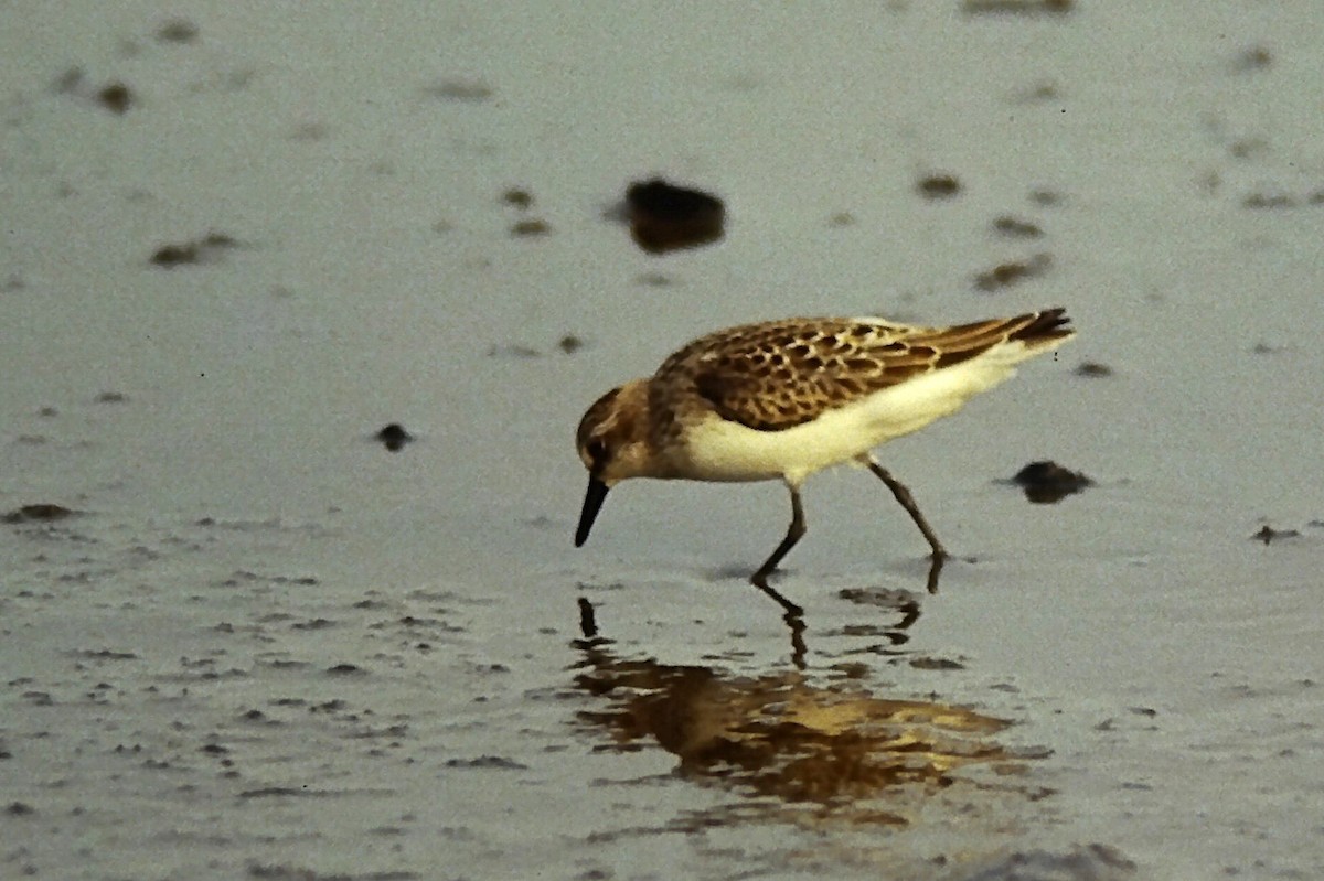 Semipalmated Sandpiper - ML644730302