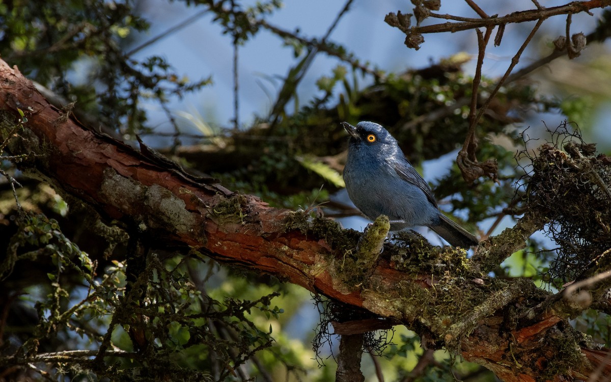 ムラサキハナサシミツドリ - ML644730303