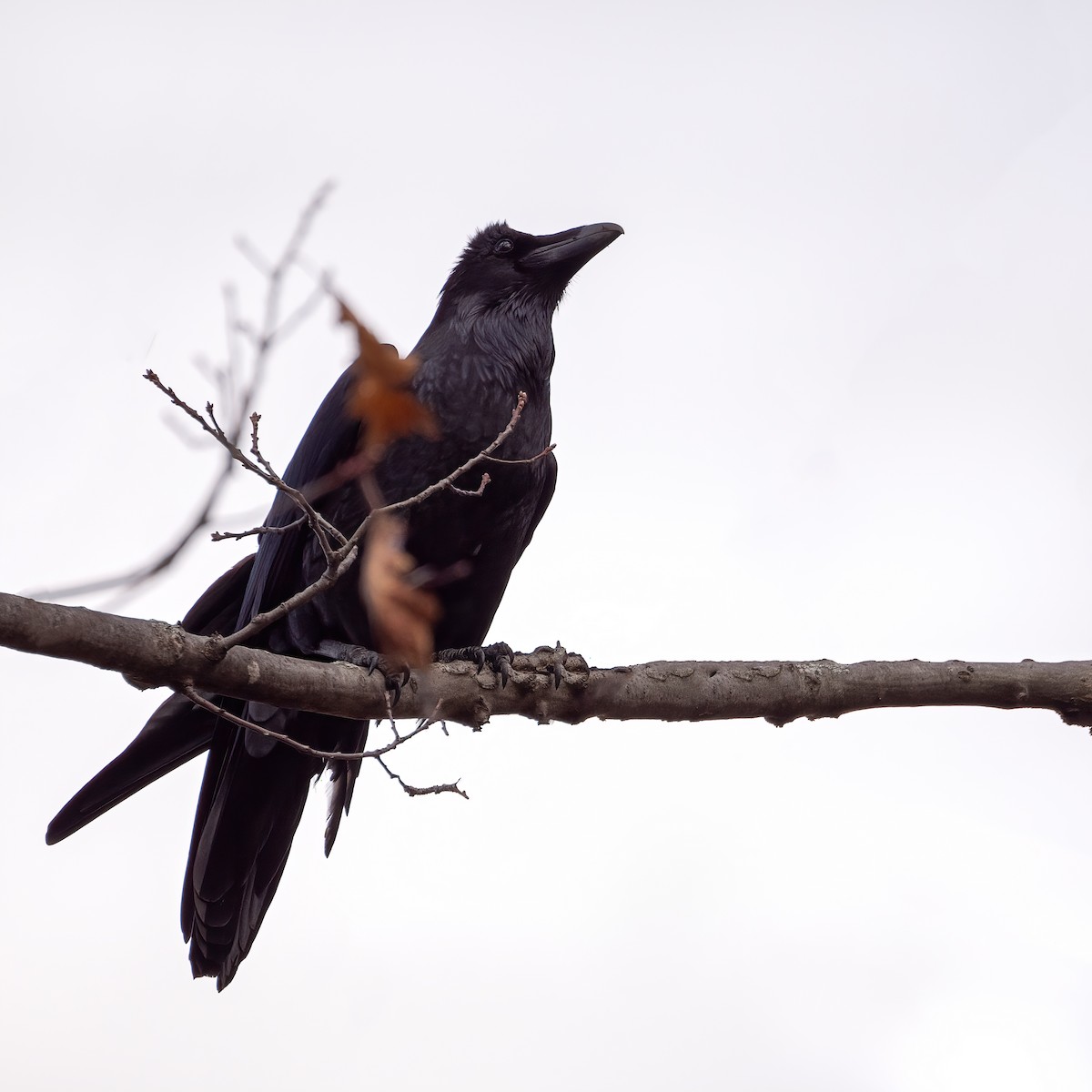 Kolkrabe - ML644730306