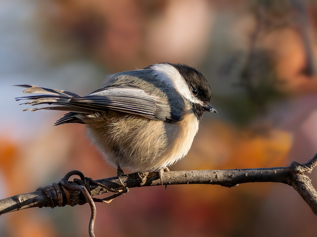 Black-capped Chickadee - ML644730310