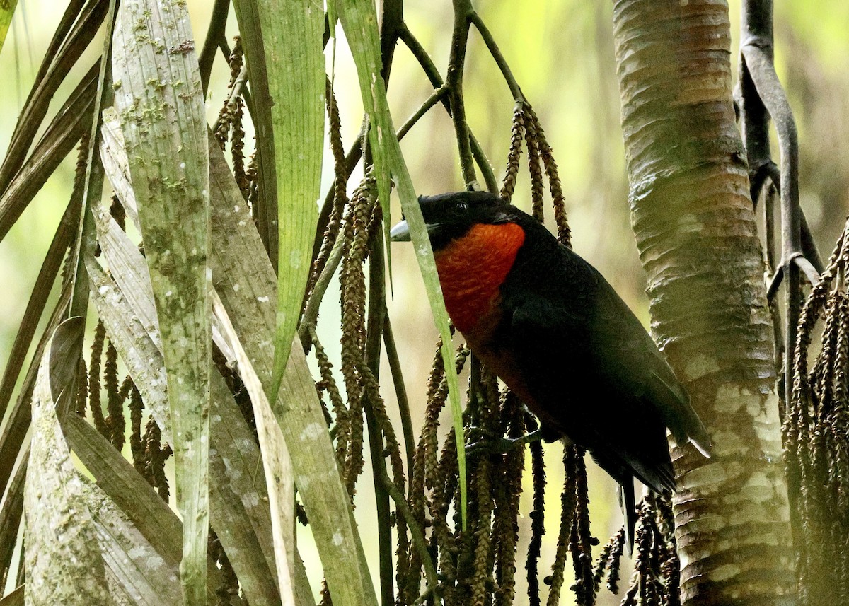 アカフサカザリドリ - ML644730312