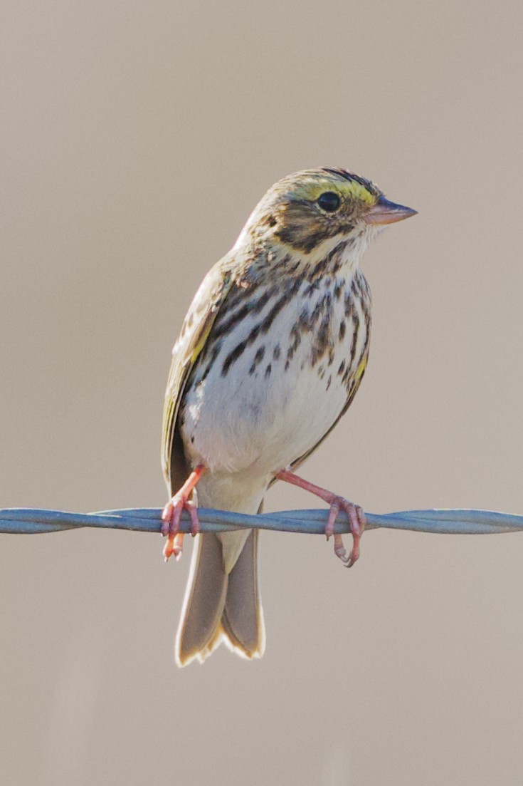 Savannah Sparrow - ML644730319