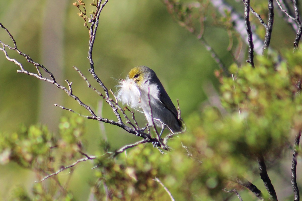 Verdin - ML644730324