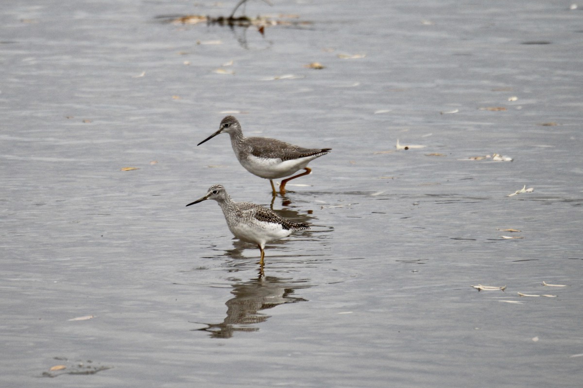 オオキアシシギ - ML644730330