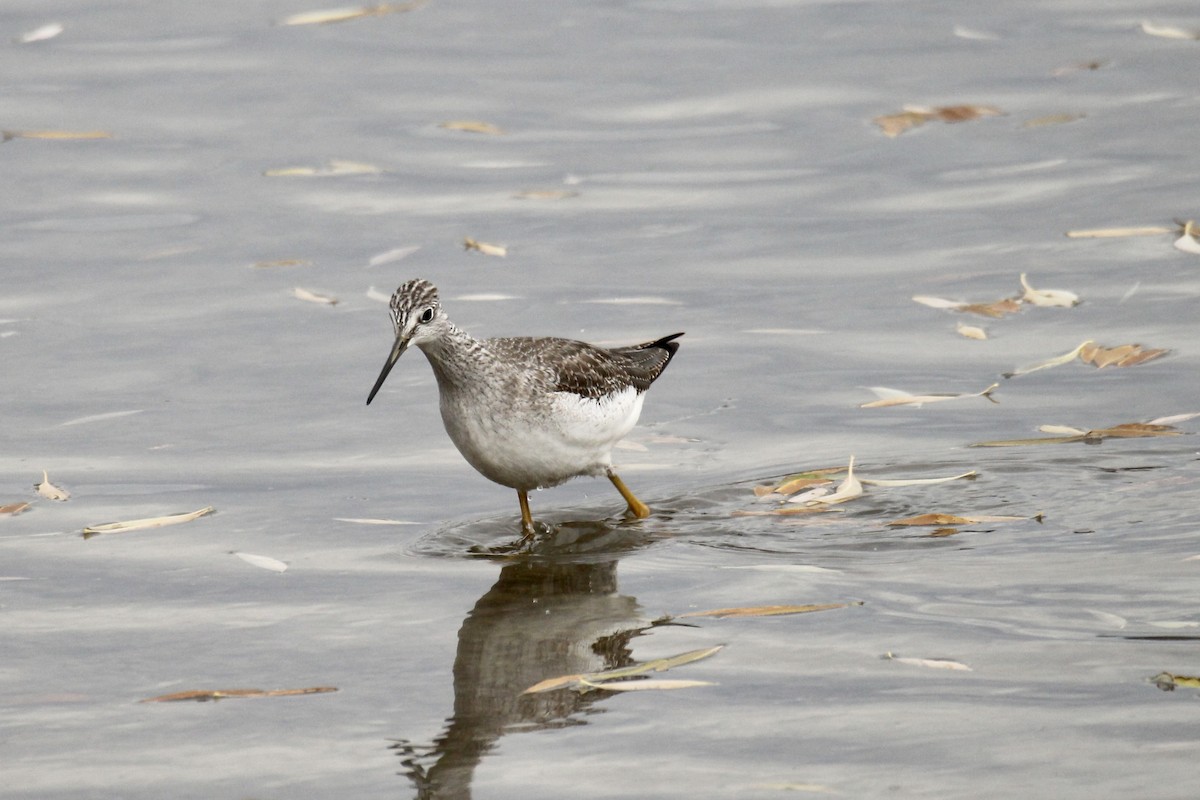 オオキアシシギ - ML644730331