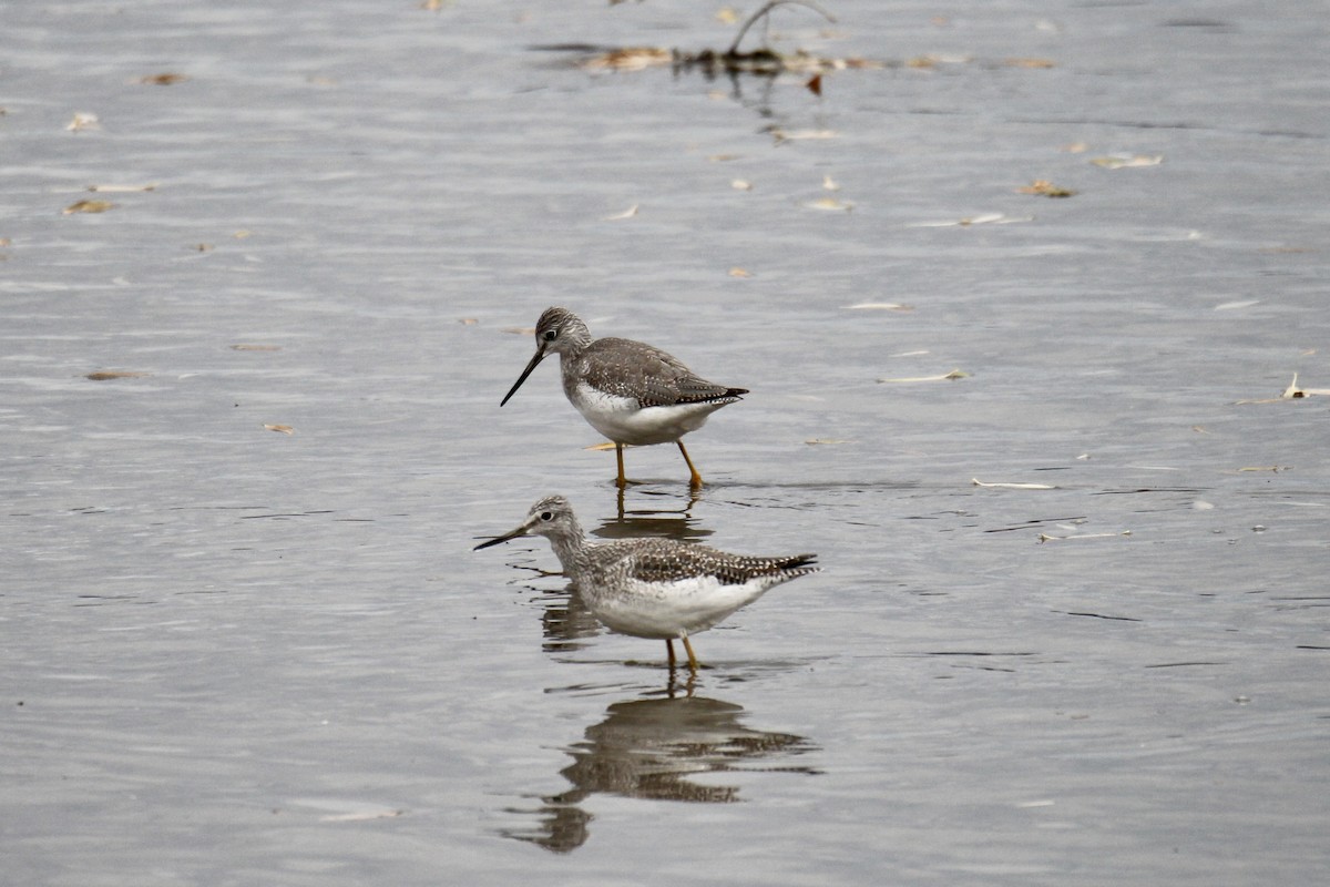 オオキアシシギ - ML644730332