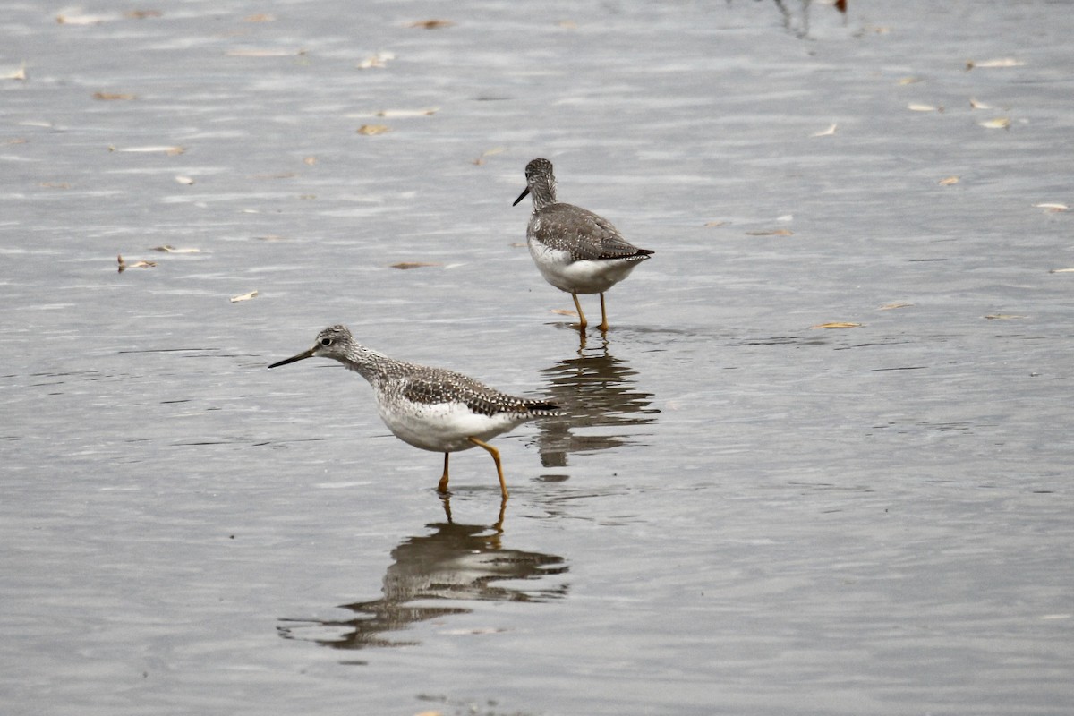 オオキアシシギ - ML644730333