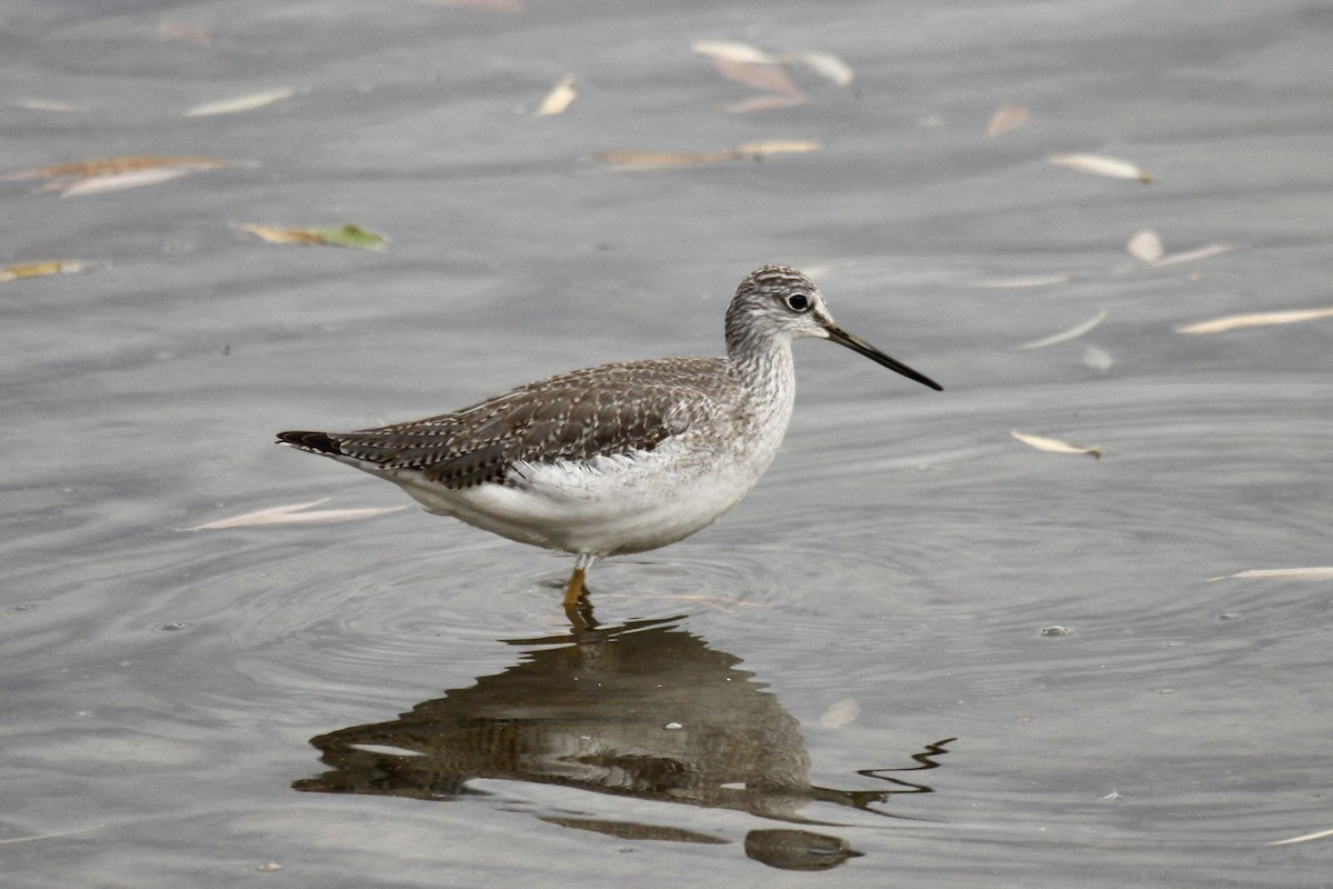 オオキアシシギ - ML644730334