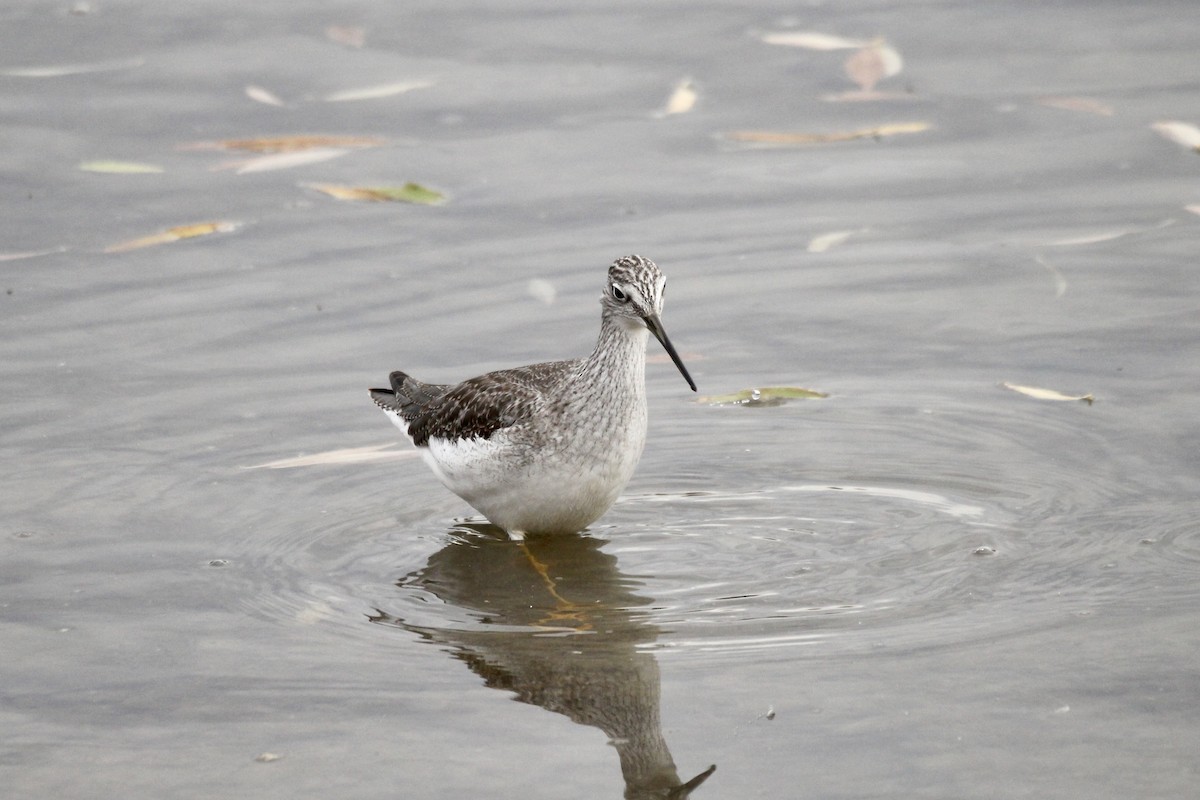 オオキアシシギ - ML644730336