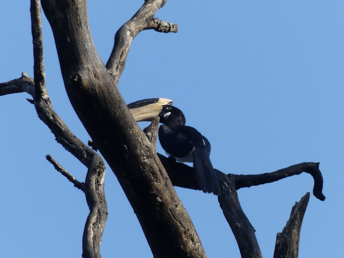 Malabar Pied-Hornbill - ML644730352