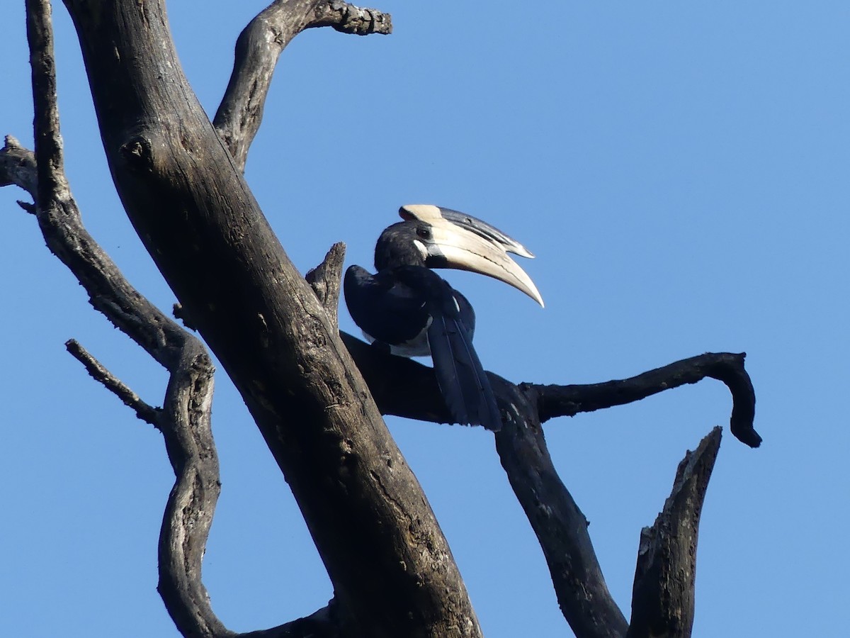 Malabar Pied-Hornbill - ML644730353