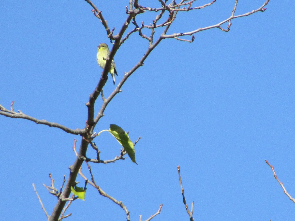 Lesser Goldfinch - ML644730354